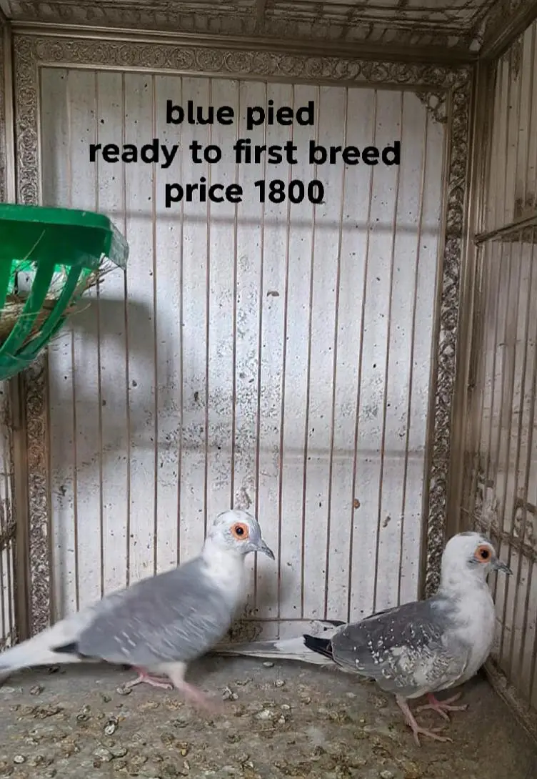 QUALITY DOVES — photo 2