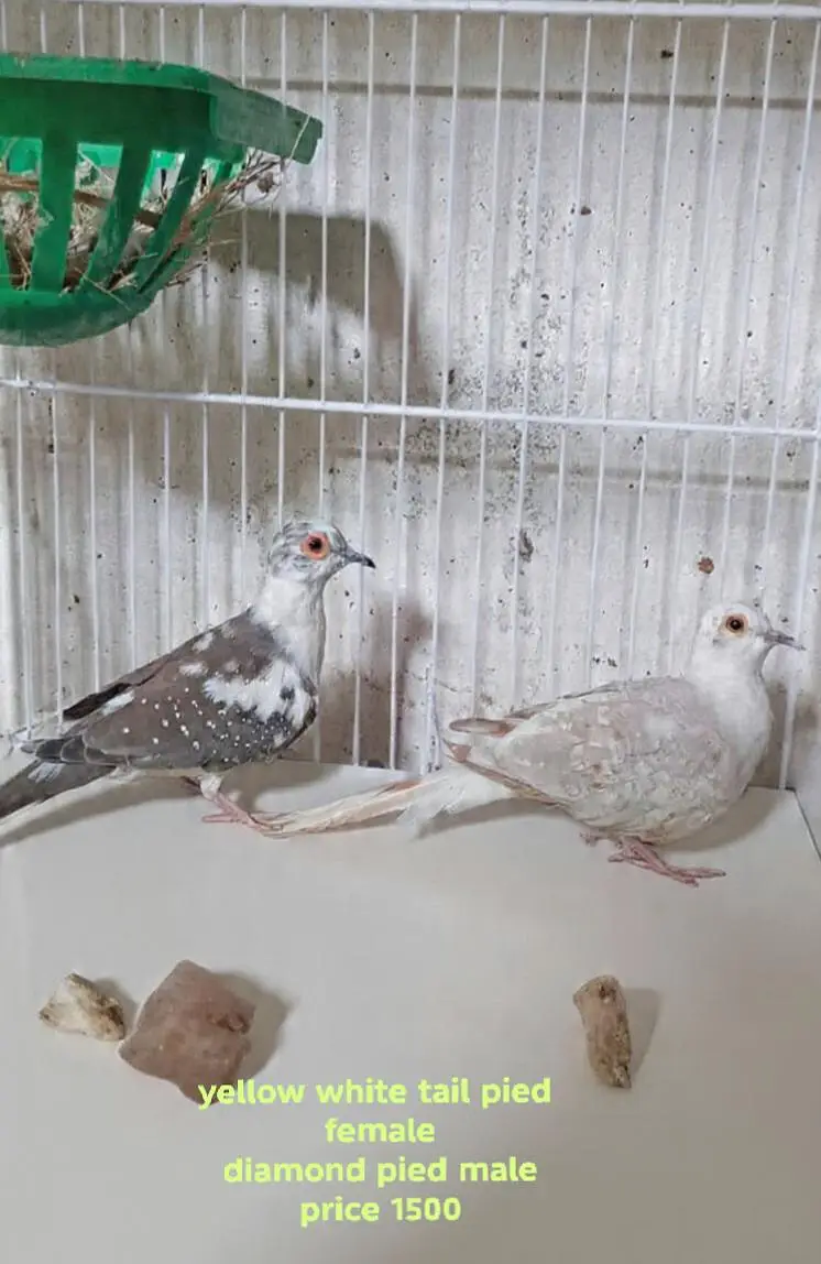 QUALITY DOVES — photo 3