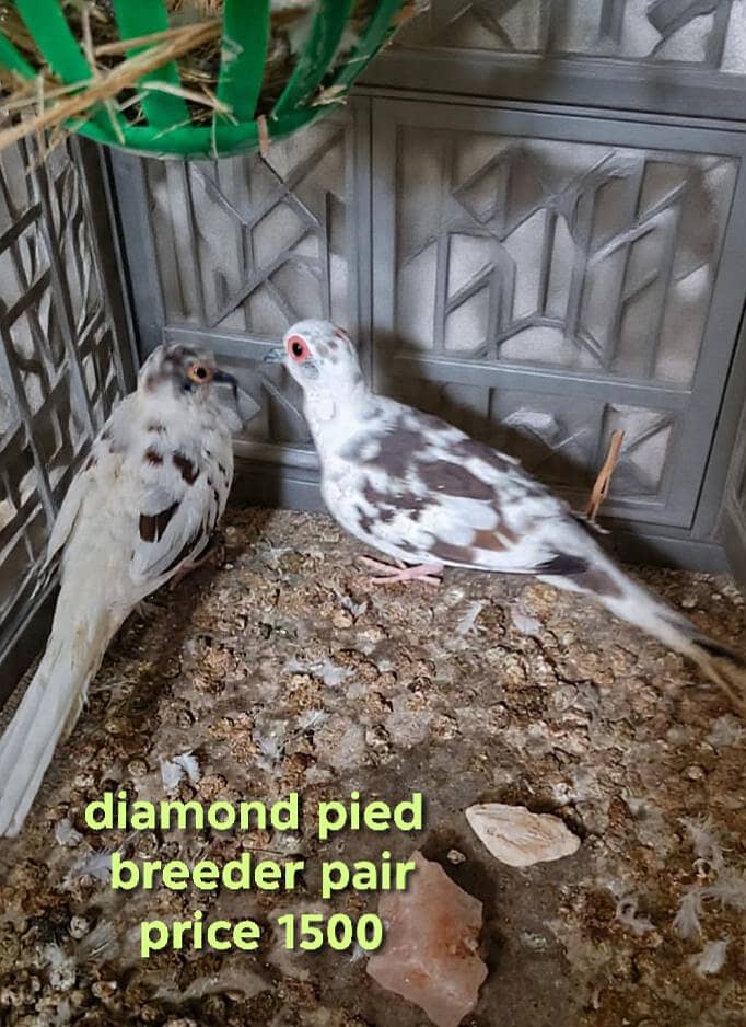 QUALITY DOVES 3