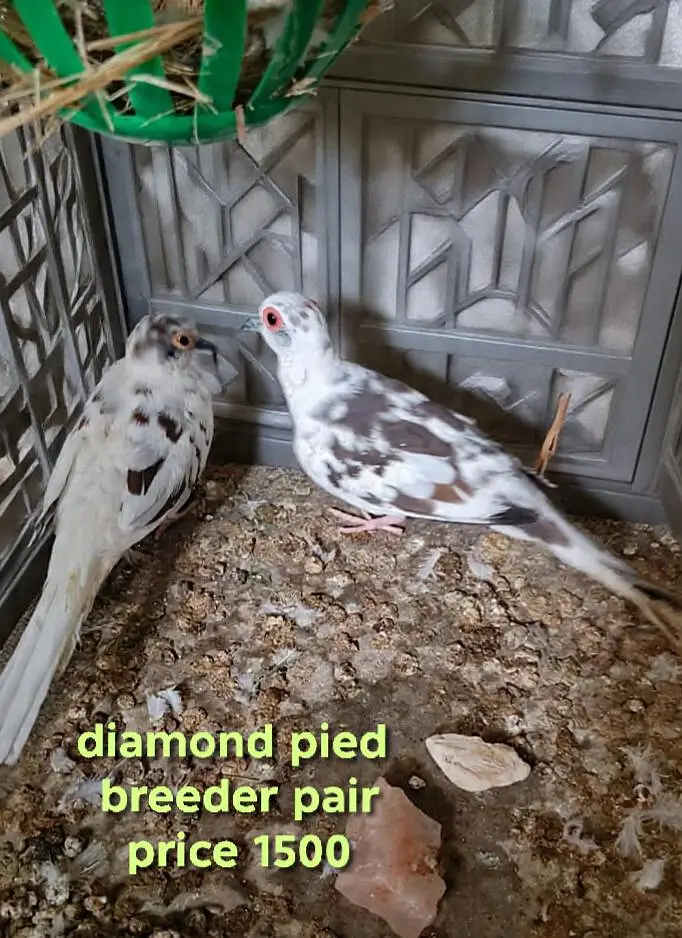 QUALITY DOVES — photo 4