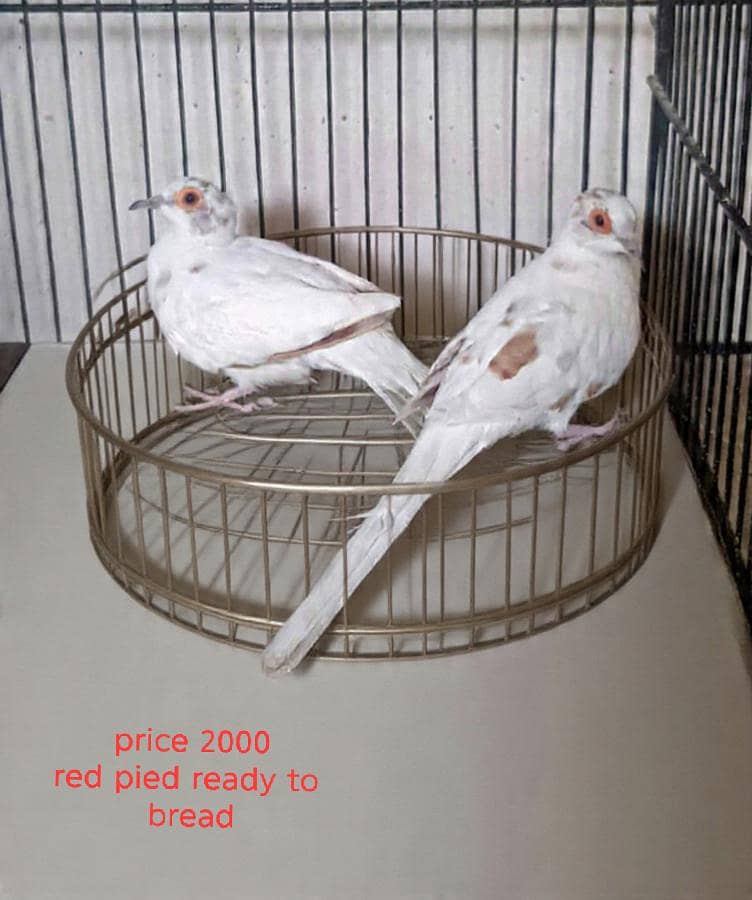 QUALITY DOVES 4