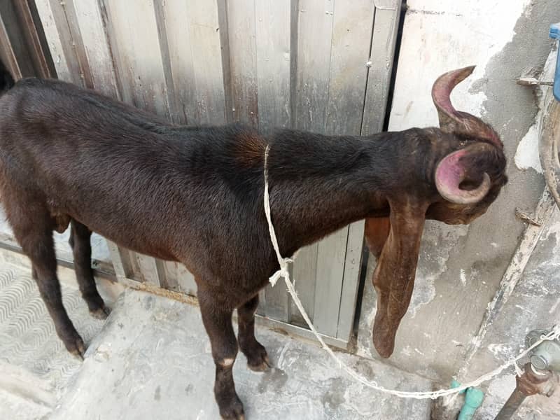 Daisi Bakra 1