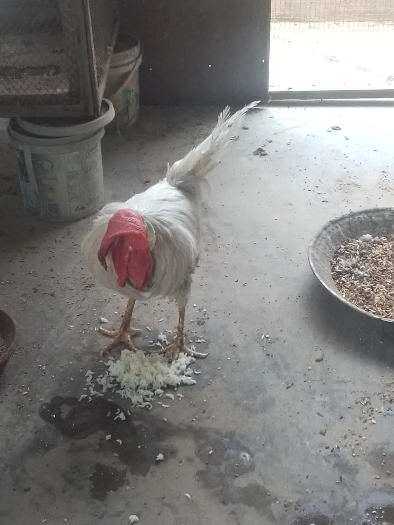 farmi murgha male — photo 4