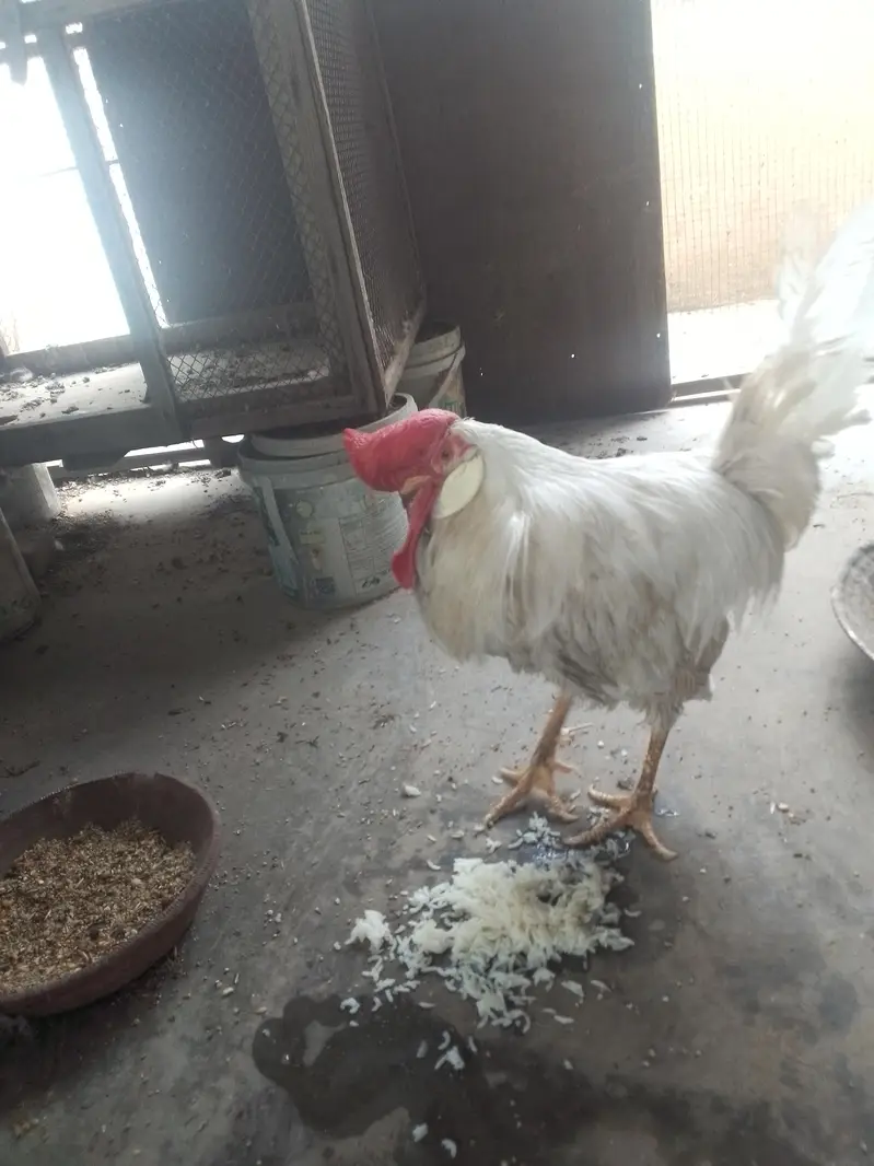 farmi murgha male — photo 7