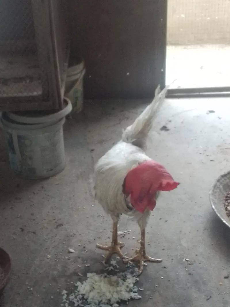 farmi murgha male — photo 8