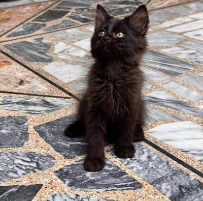 Persian kittens