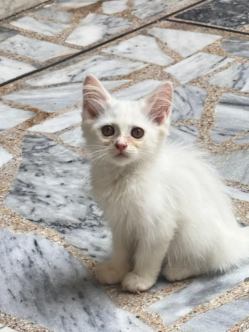 Persian kittens — photo 2