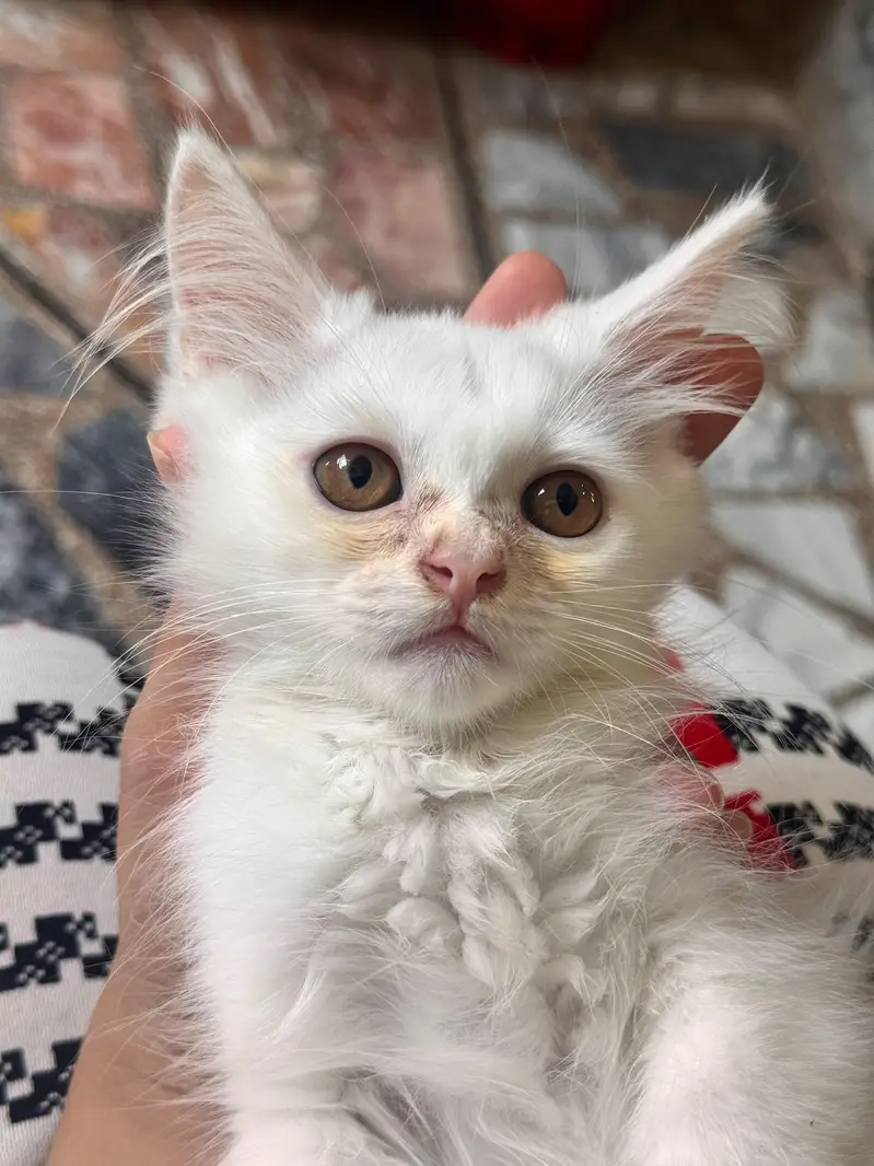 Persian kittens — photo 3