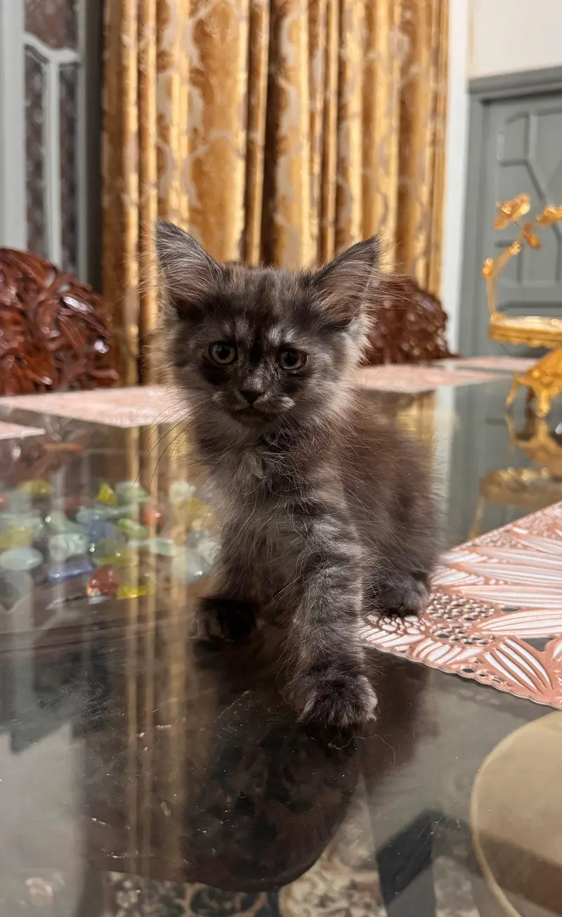 Persian kittens — photo 4
