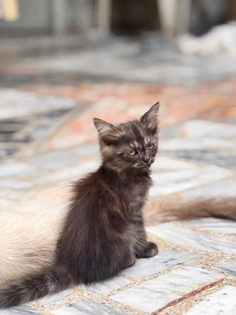 Persian kittens — photo 5