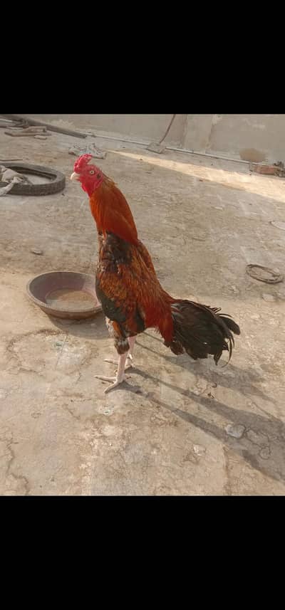 mashallah top quality lakha miawali