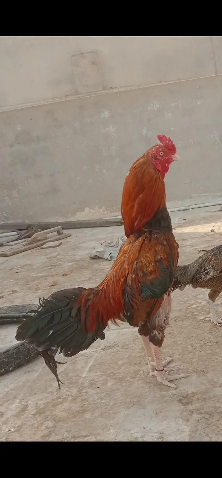 mashallah top quality lakha miawali — photo 2