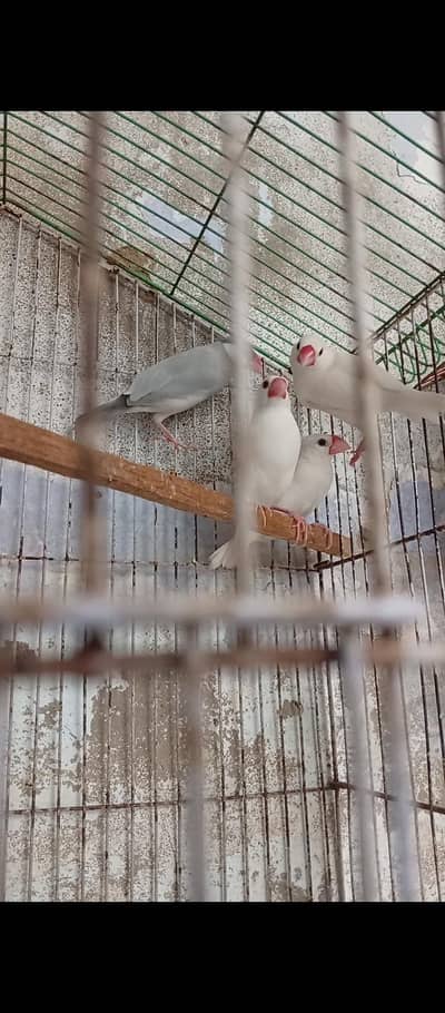 java finch white and silver urjent sale exchange possible finches and
