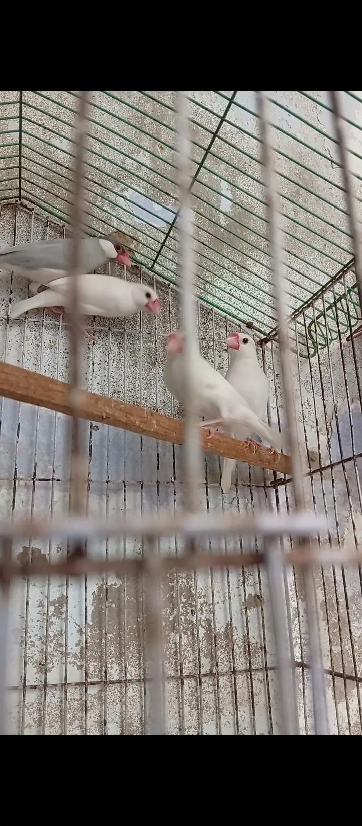 java finch white and silver urjent sale exchange possible finches and — photo 2