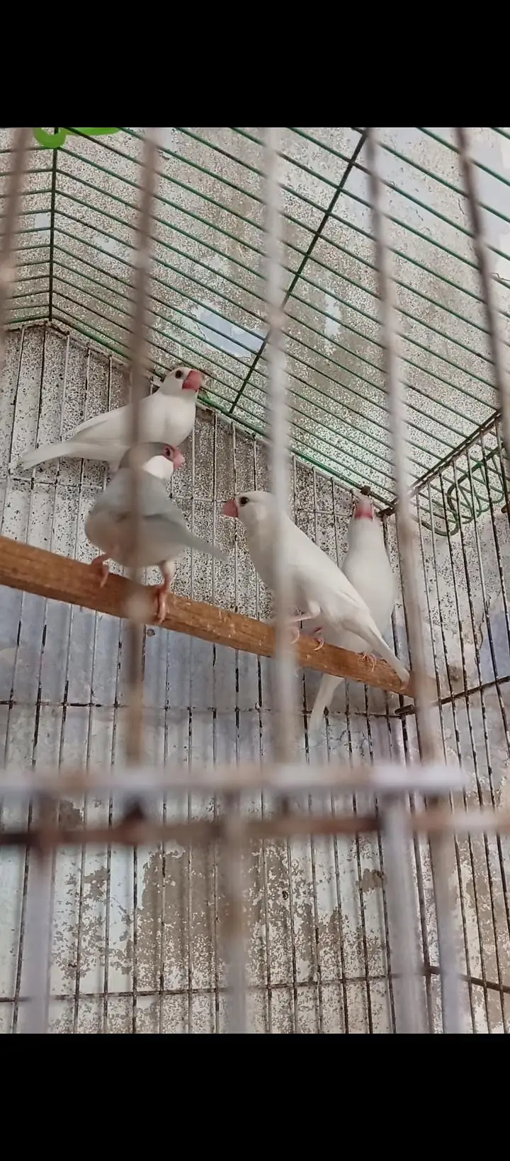 java finch white and silver urjent sale exchange possible finches and — photo 3