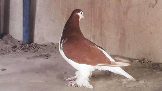 جوڑا فار سیل ماشااللہ اچھی کوالٹی انڈے بچوں کی گارنٹی صحت مند