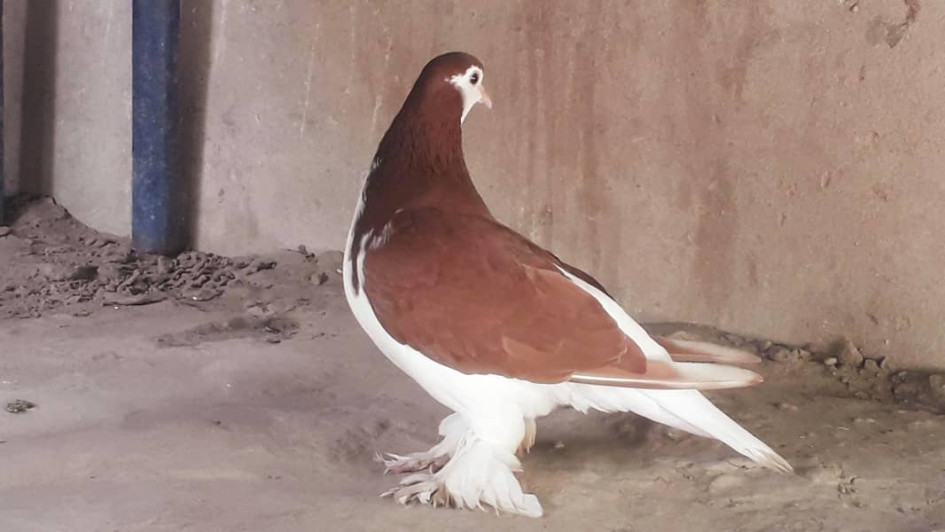 جوڑا فار سیل ماشااللہ اچھی کوالٹی انڈے بچوں کی گارنٹی صحت مند 0