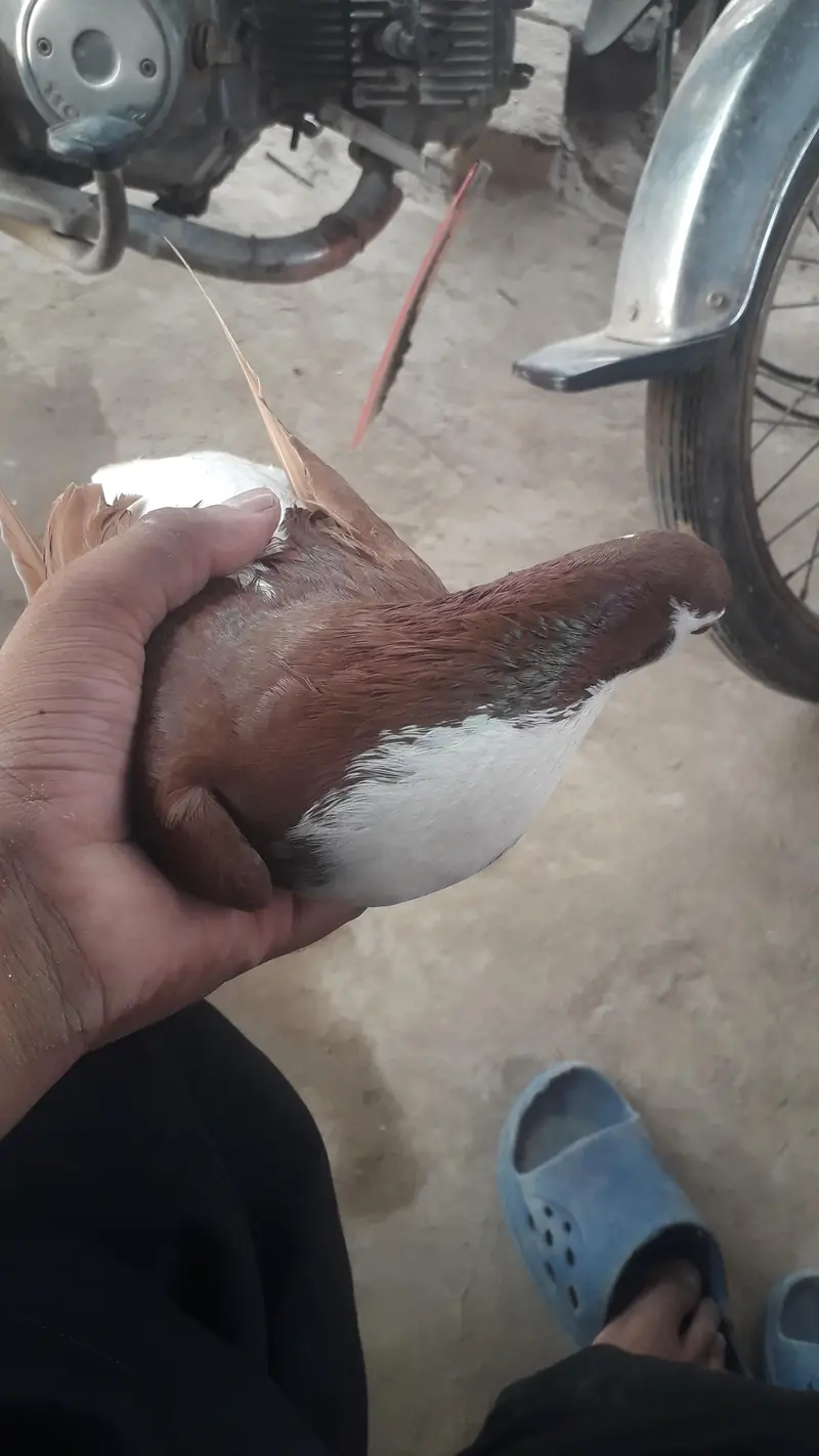 جوڑا فار سیل ماشااللہ اچھی کوالٹی انڈے بچوں کی گارنٹی صحت مند — photo 4