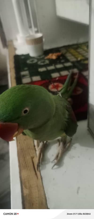 female kashmiri parrot hand tym