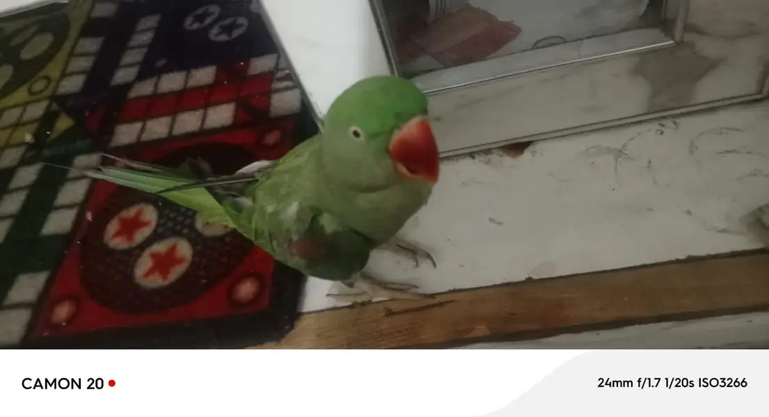 female kashmiri parrot hand tym — photo 2