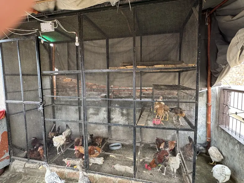 Pinjra for sale acha h condition 10/10 h khud tayar karwaya tha — photo 2