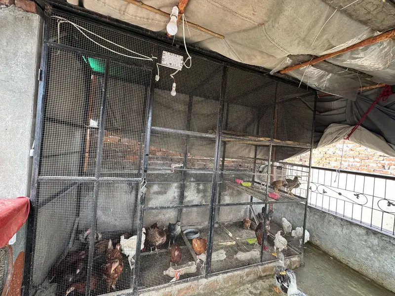 Pinjra for sale acha h condition 10/10 h khud tayar karwaya tha — photo 3