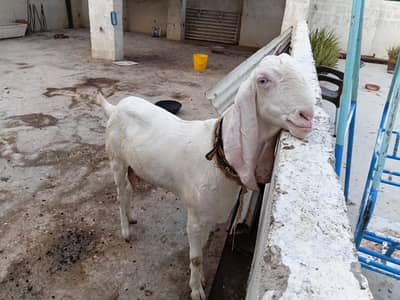 Rajan Puri bakri 2 mahine ki cross hai