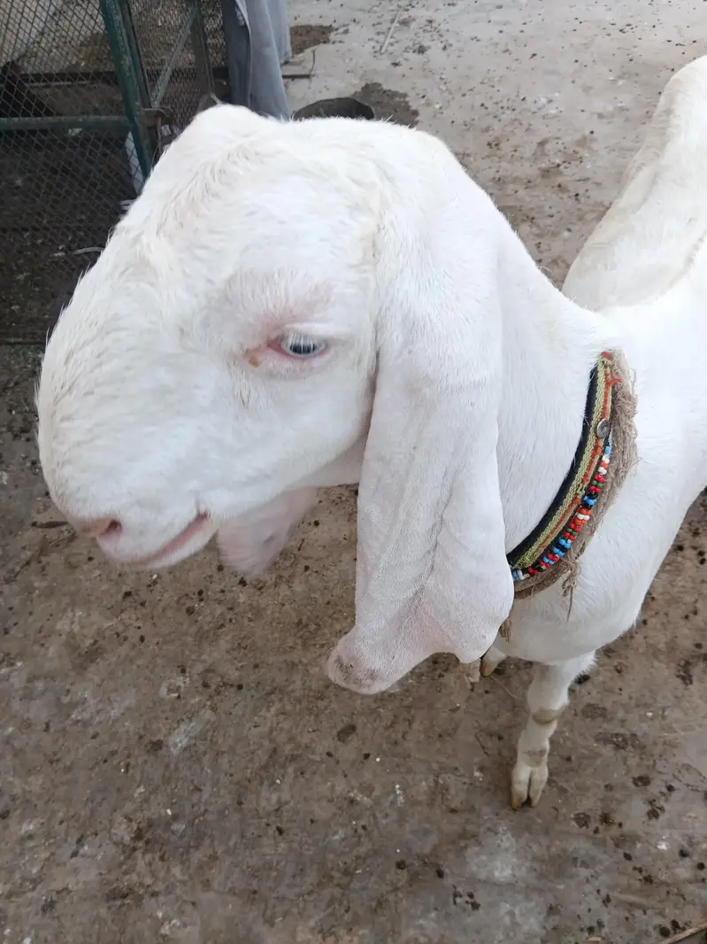 Rajan Puri bakri 2 mahine ki cross hai — photo 2