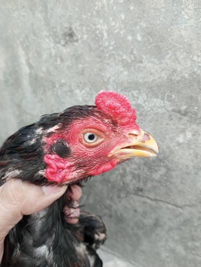 pure Lasani aseel murga O3OO-4833-892