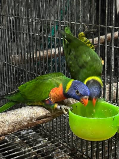 Lorie parrot