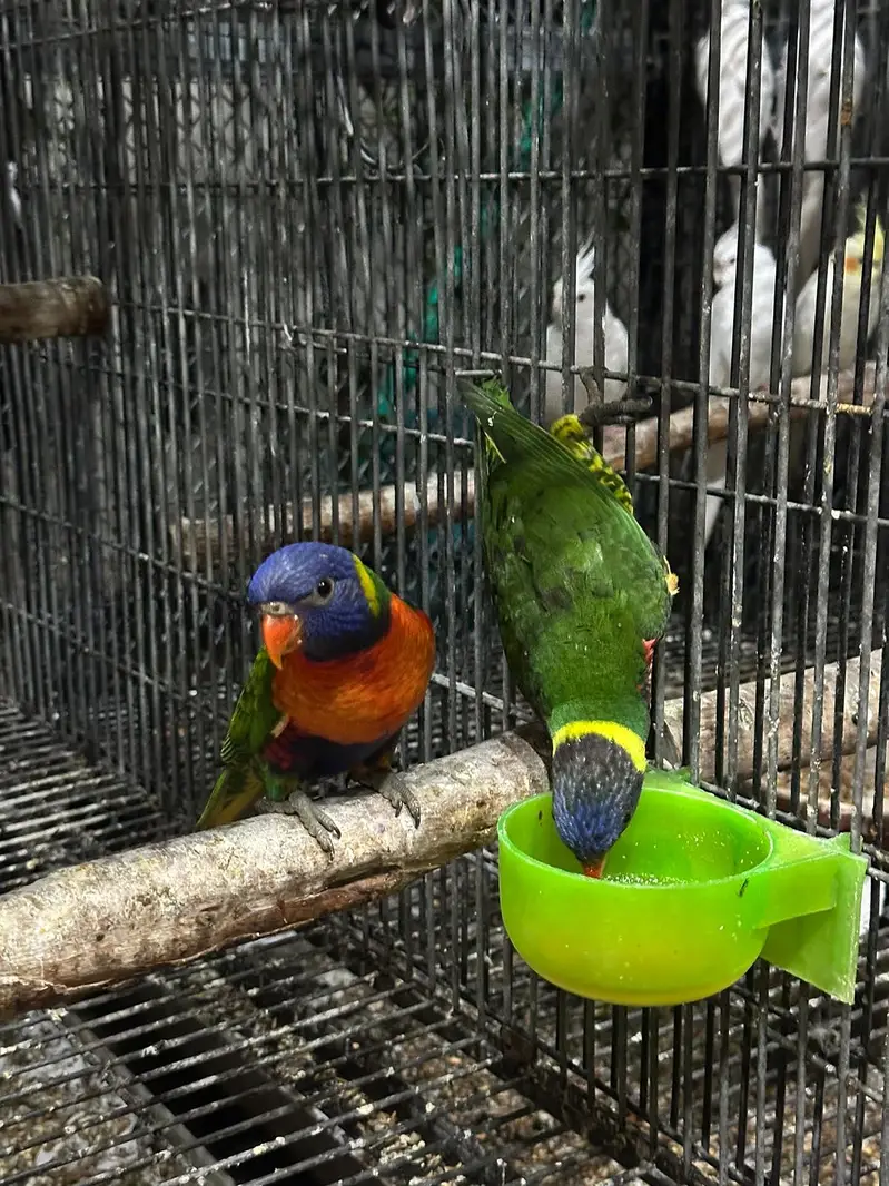 Lorie parrot — photo 2