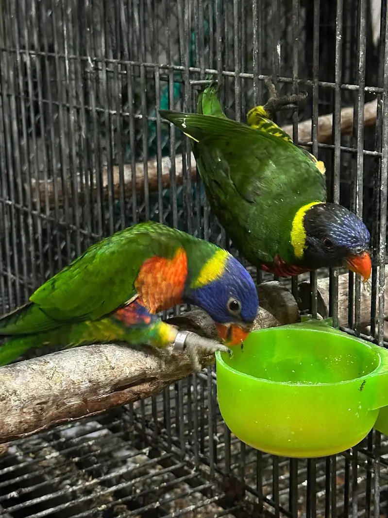 Lorie parrot — photo 3