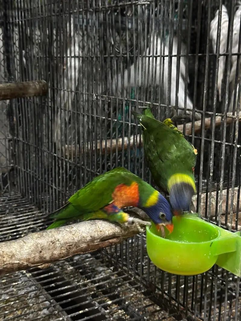 Lorie parrot — photo 4