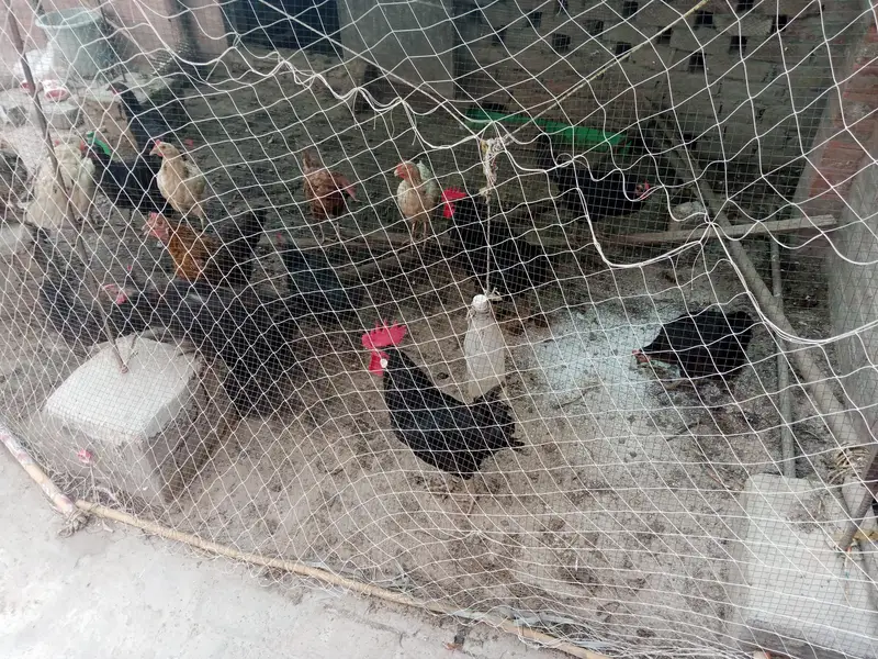 Astralope aur Desi Misri Eggs laying Eggs laying for hen — photo 2
