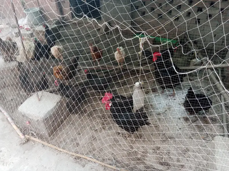 Astralope aur Desi Misri Eggs laying Eggs laying for hen — photo 3