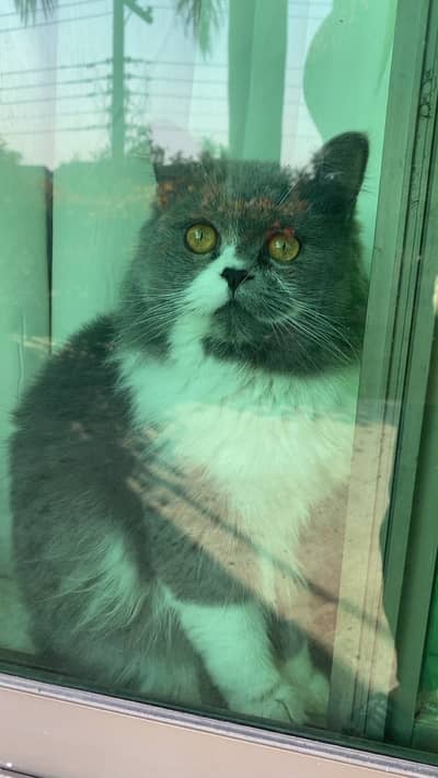Female Persian Cat