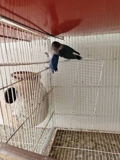 blue personata and creamino for sale