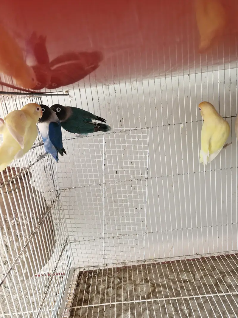 blue personata and creamino for sale — photo 2