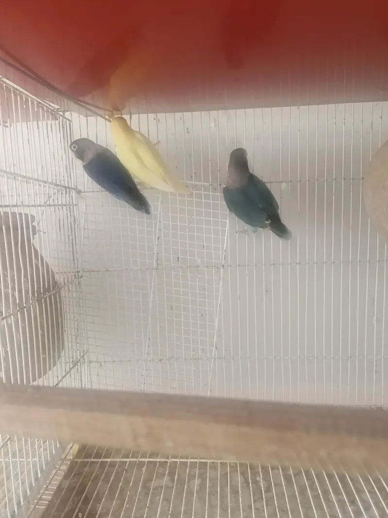 blue personata and creamino for sale — photo 3
