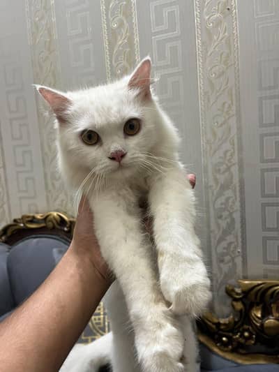 Persian Cat Male triple coat