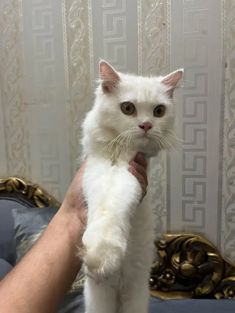 Persian Cat Male triple coat — photo 2