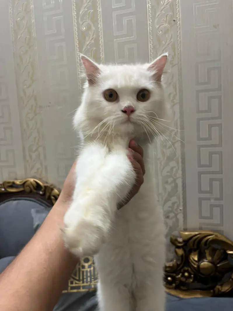 Persian Cat Male triple coat — photo 3