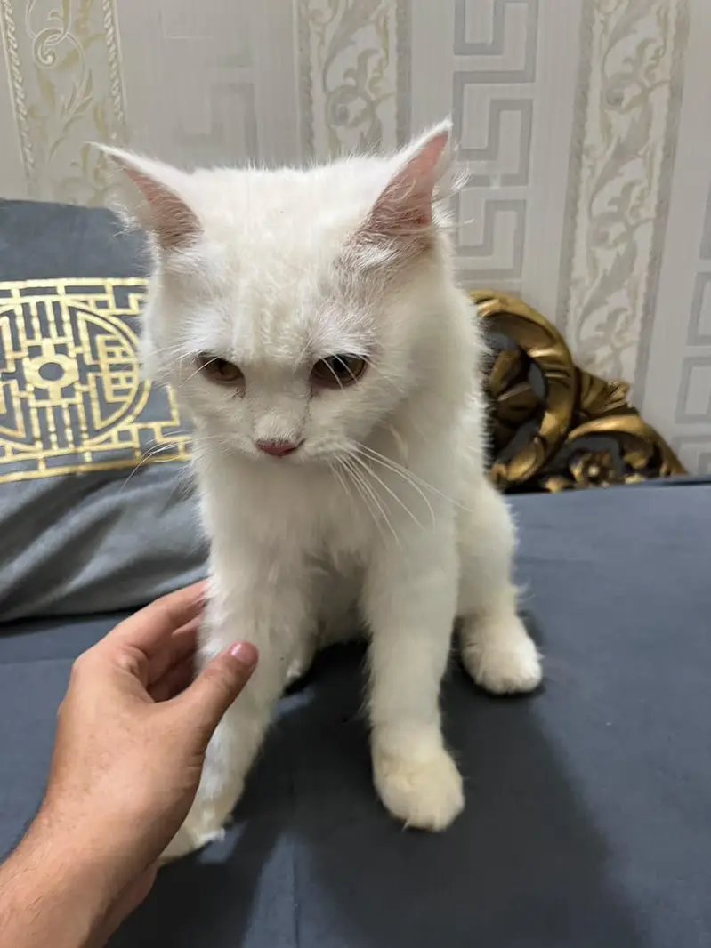 Persian Cat Male triple coat — photo 4