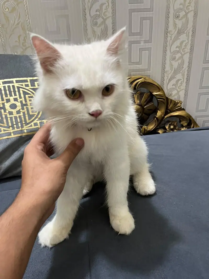Persian Cat Male triple coat — photo 5