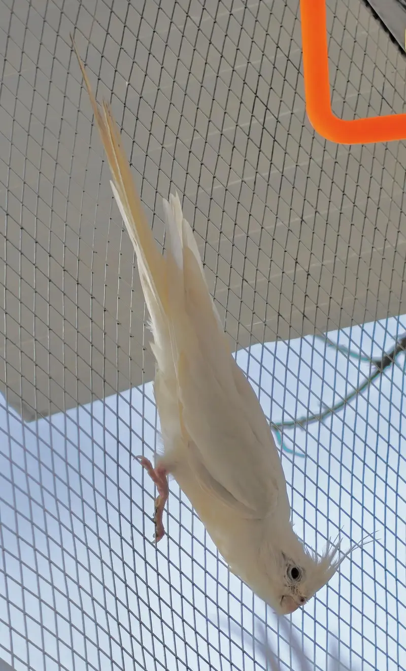 Eno Red eye cocktail female (exchange possible) — photo 2
