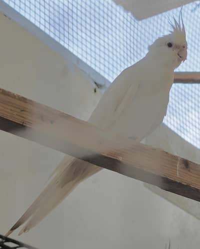Eno Red eye cocktail female (exchange possible)