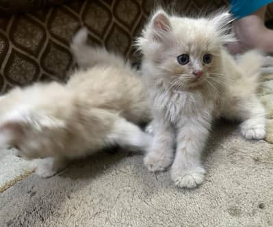 persian kittens for sale | persian cat | Triple coated | Punch face