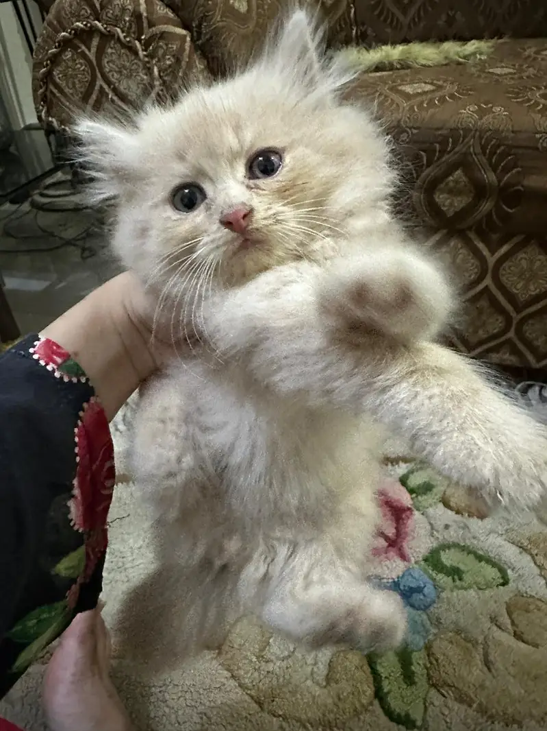 persian kittens for sale | persian cat | Triple coated | Punch face — photo 2