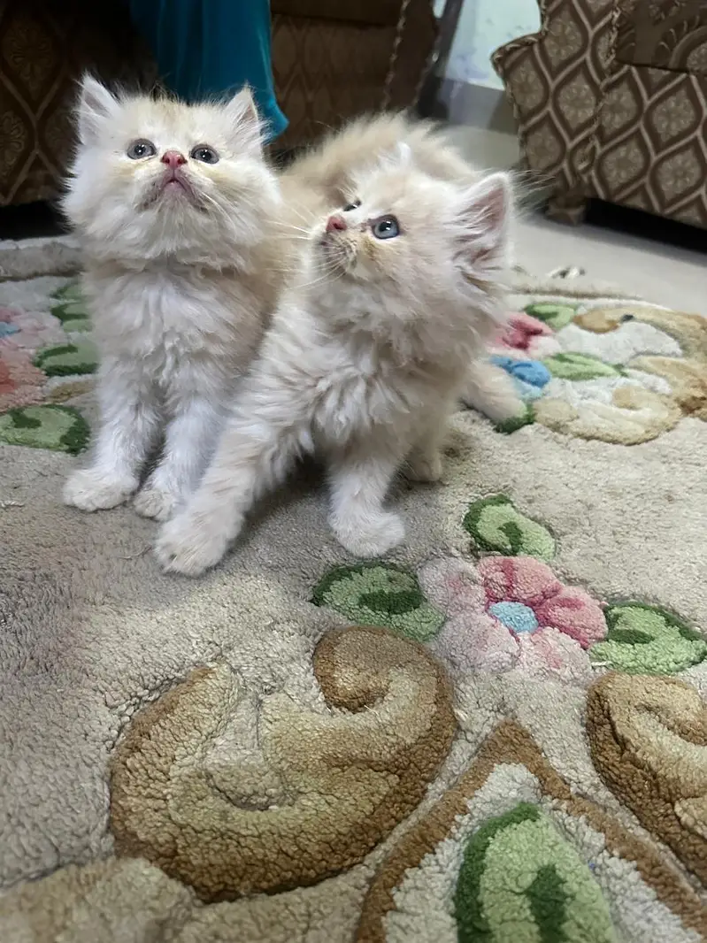 persian kittens for sale | persian cat | Triple coated | Punch face — photo 3