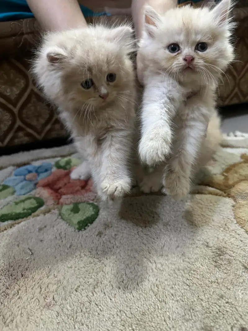 persian kittens for sale | persian cat | Triple coated | Punch face — photo 4
